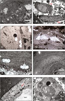 Living coralligenous as geo-historical structure built by coralline algae